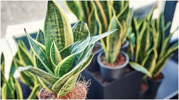 Snake Plant (Sansevieria trifasciata)