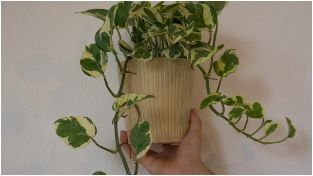 Pothos (Epipremnum aureum)