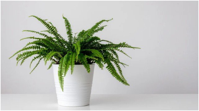 Boston Fern (Nephrolepis exaltata)- best indoor plants for home