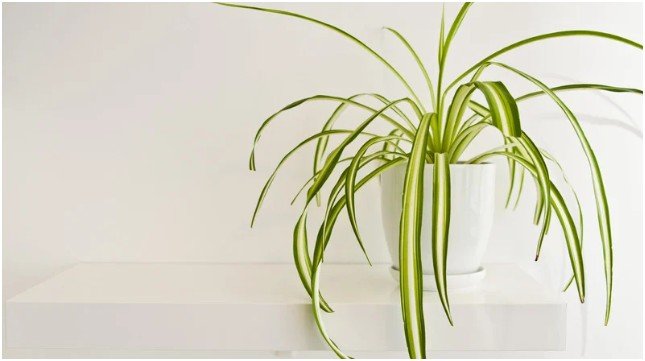 Spider Plant (Chlorophytum comosum)- best indoor plants for home