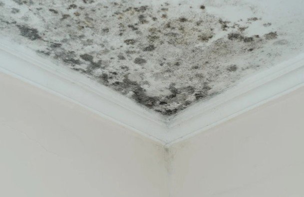 Common Sources of Mold in Homes