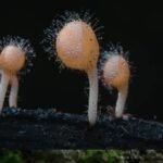 Mold Matters - How Hidden Fungi Threaten Your Health