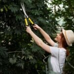 Regular Tree Care